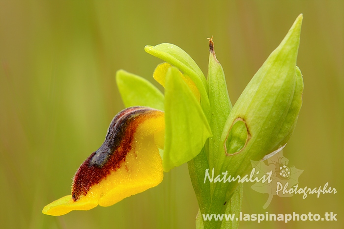 ophrys lutea phryganae???